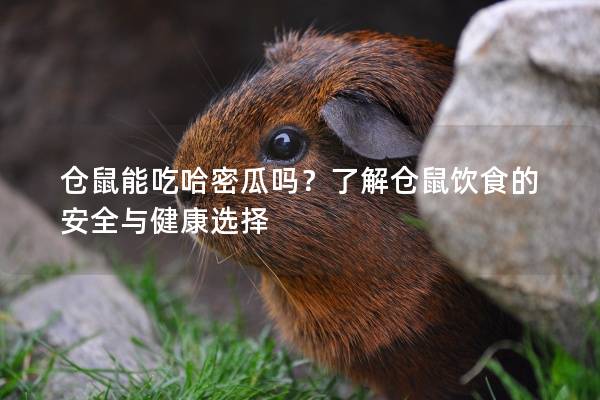 仓鼠能吃哈密瓜吗？了解仓鼠饮食的安全与健康选择