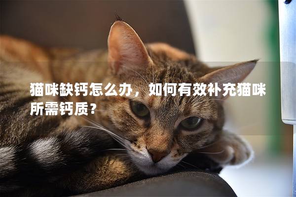 猫咪缺钙怎么办，如何有效补充猫咪所需钙质？