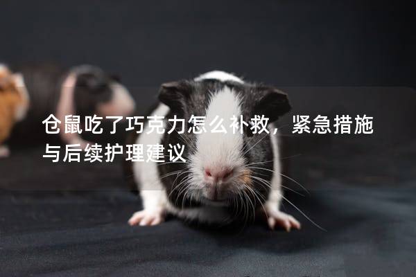 仓鼠吃了巧克力怎么补救，紧急措施与后续护理建议