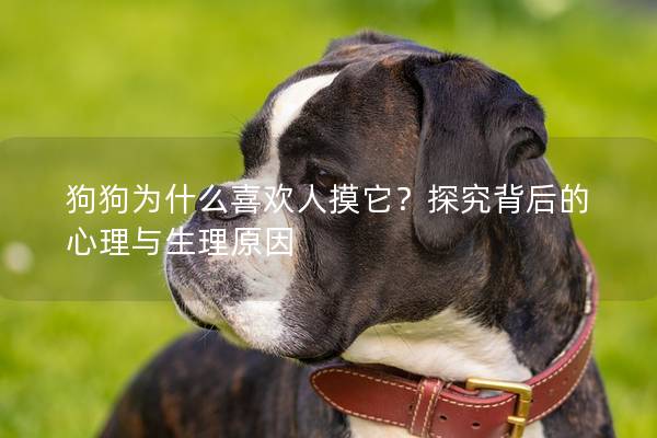 狗狗为什么喜欢人摸它？探究背后的心理与生理原因