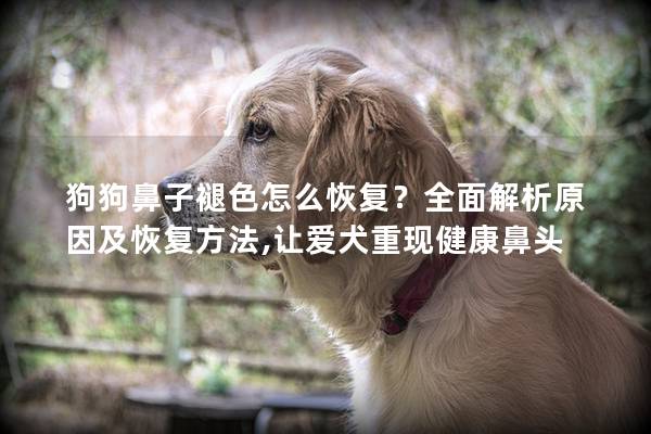 狗狗鼻子褪色怎么恢复?全面解析原因及恢复方法,让爱犬重现健康鼻头 狗狗鼻子褪色怎么恢复?全面解析原因及恢复方法,让爱犬重现健康鼻头