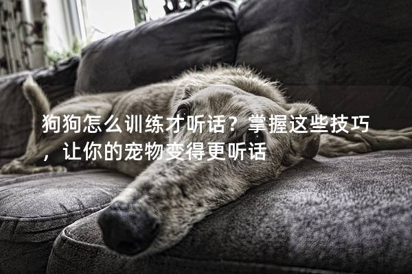 狗狗怎么训练才听话？掌握这些技巧，让你的宠物变得更听话