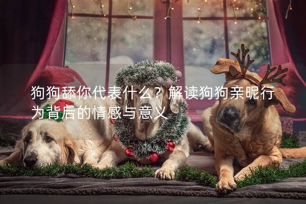 狗狗舔你代表什么？解读狗狗亲昵行为背后的情感与意义