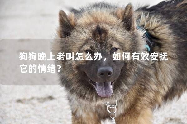 狗狗晚上老叫怎么办,如何有效安抚它的情绪? 狗狗晚上老叫怎么办,如何有效安抚它的情绪?