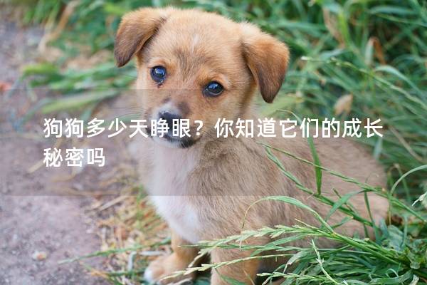 狗狗多少天睁眼?你知道它们的成长秘密吗 狗狗多少天睁眼?你知道它们的成长秘密吗