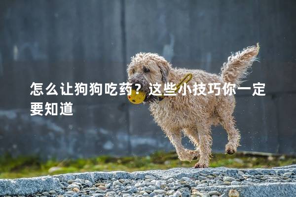 怎么让狗狗吃药？这些小技巧你一定要知道
