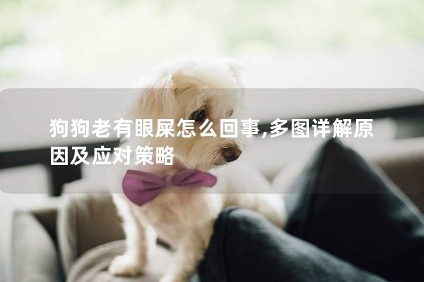 狗狗老有眼屎怎么回事,多图详解原因及应对策略