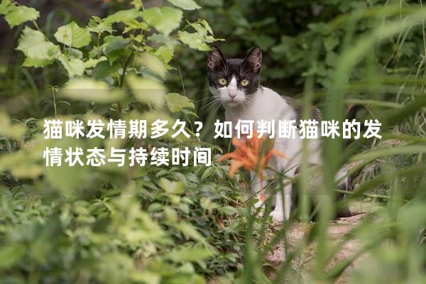 猫咪发情期多久?如何判断猫咪的发情状态与持续时间 猫咪发情期多久?如何判断猫咪的发情状态与持续时间