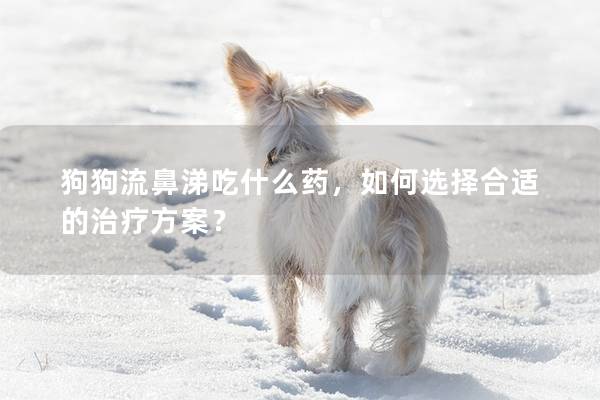 狗狗流鼻涕吃什么药，如何选择合适的治疗方案？