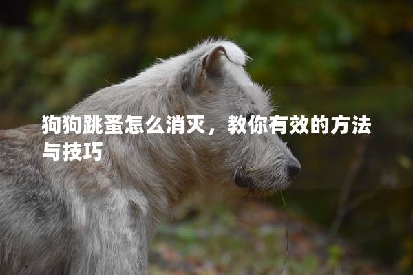 狗狗跳蚤怎么消灭，教你有效的方法与技巧