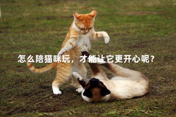 怎么陪猫咪玩，才能让它更开心呢？