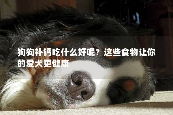 狗狗补钙吃什么好呢？这些食物让你的爱犬更健康