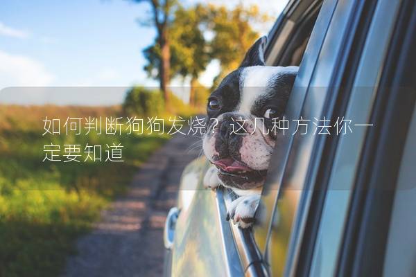 如何判断狗狗发烧？这几种方法你一定要知道