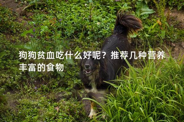 狗狗贫血吃什么好呢？推荐几种营养丰富的食物
