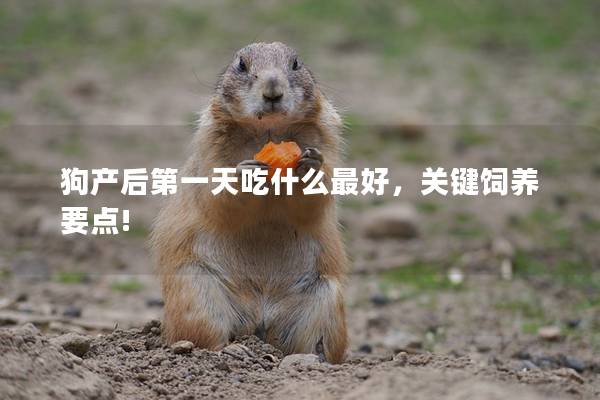 狗产后第一天吃什么最好，关键饲养要点!