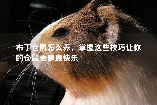 布丁仓鼠怎么养，掌握这些技巧让你的仓鼠更健康快乐