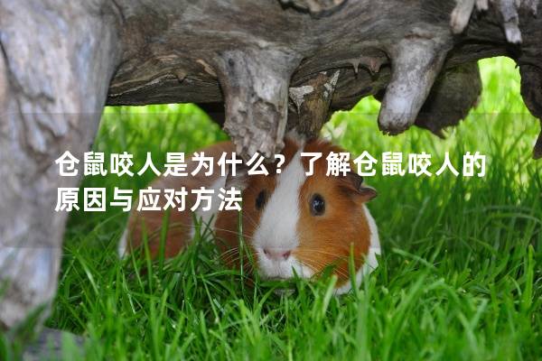 仓鼠咬人是为什么？了解仓鼠咬人的原因与应对方法