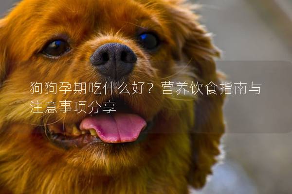 狗狗孕期吃什么好？营养饮食指南与注意事项分享
