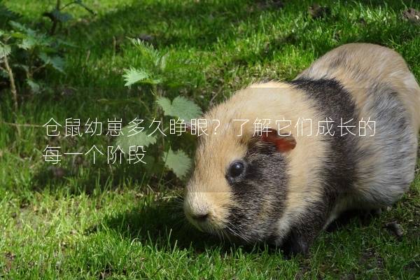 仓鼠幼崽多久睁眼？了解它们成长的每一个阶段