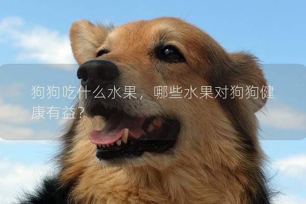 狗狗吃什么水果，哪些水果对狗狗健康有益？