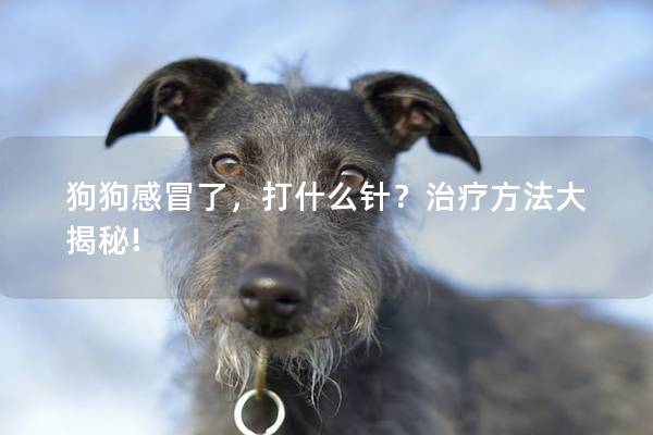 狗狗感冒了，打什么针？治疗方法大揭秘!