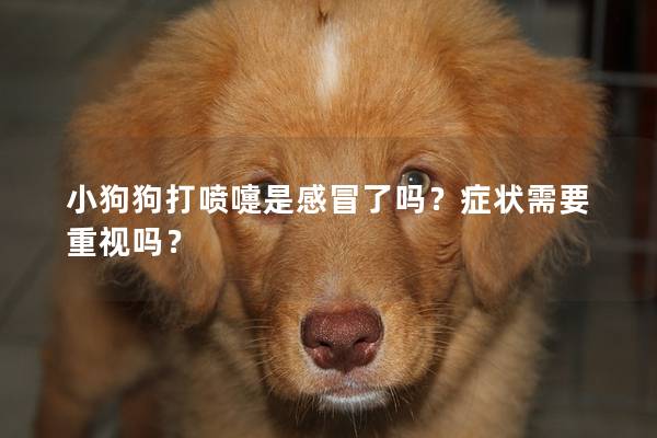 小狗狗打喷嚏是感冒了吗?症状需要重视吗? 小狗狗打喷嚏是感冒了吗?症状需要重视吗?