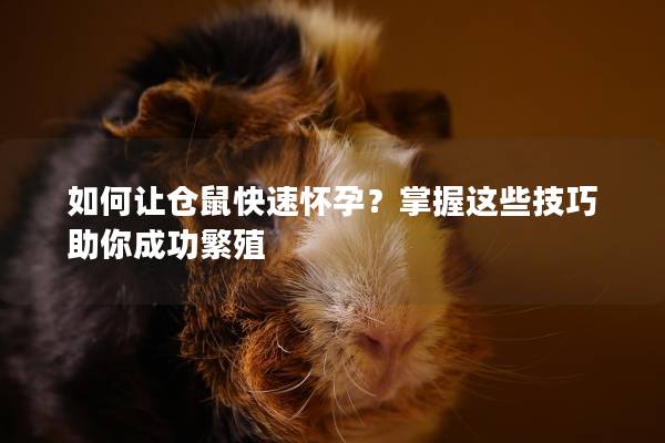 如何让仓鼠快速怀孕？掌握这些技巧助你成功繁殖