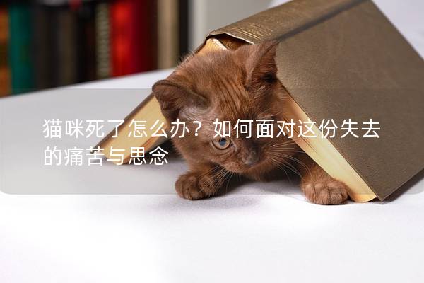 猫咪死了怎么办？如何面对这份失去的痛苦与思念