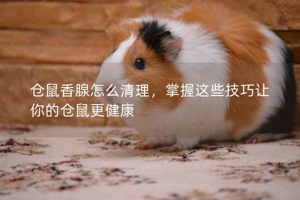 仓鼠香腺怎么清理，掌握这些技巧让你的仓鼠更健康