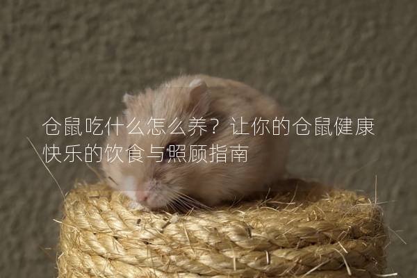 仓鼠吃什么怎么养？让你的仓鼠健康快乐的饮食与照顾指南