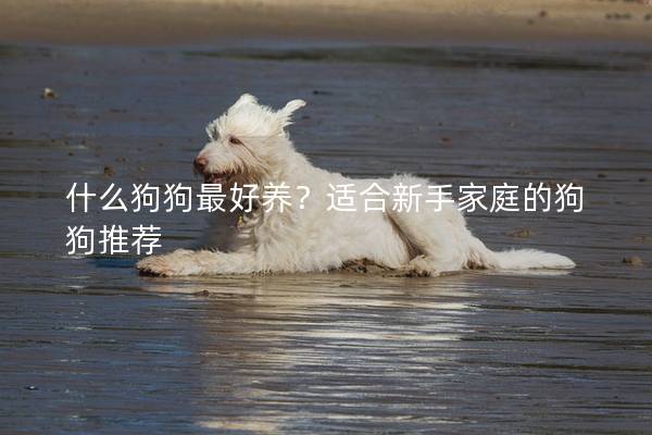 什么狗狗最好养?适合新手家庭的狗狗推荐 什么狗狗最好养?适合新手家庭的狗狗推荐