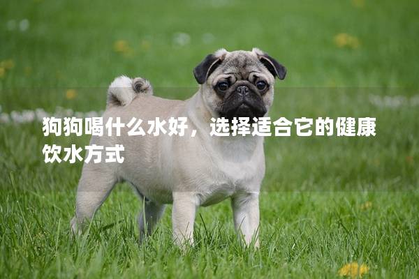 狗狗喝什么水好，选择适合它的健康饮水方式