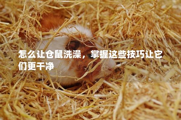 怎么让仓鼠洗澡,掌握这些技巧让它们更干净 怎么让仓鼠洗澡,掌握这些技巧让它们更干净