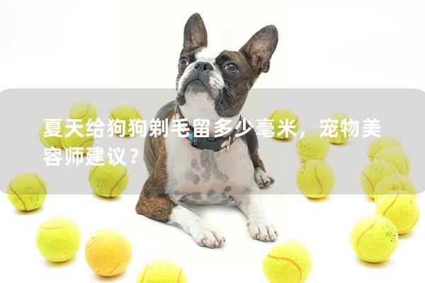 夏天给狗狗剃毛留多少毫米,宠物美容师建议? 夏天给狗狗剃毛留多少毫米,宠物美容师建议?