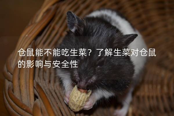 仓鼠能不能吃生菜？了解生菜对仓鼠的影响与安全性