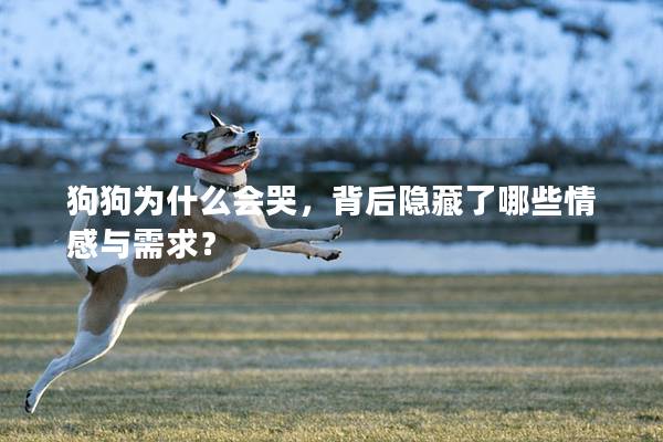 狗狗为什么会哭，背后隐藏了哪些情感与需求？