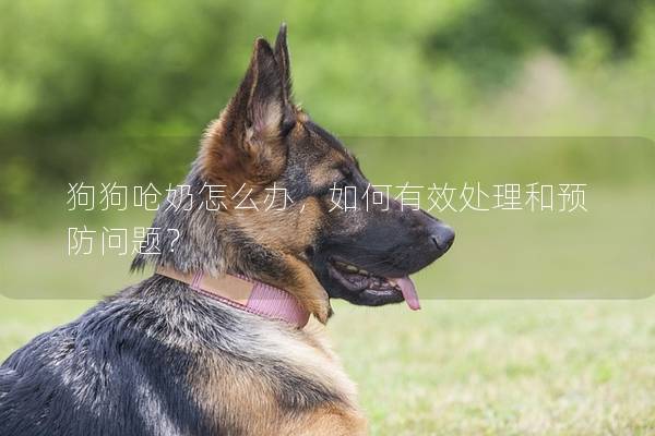 狗狗呛奶怎么办，如何有效处理和预防问题？