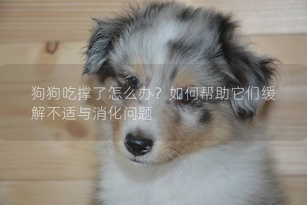 狗狗吃撑了怎么办？如何帮助它们缓解不适与消化问题