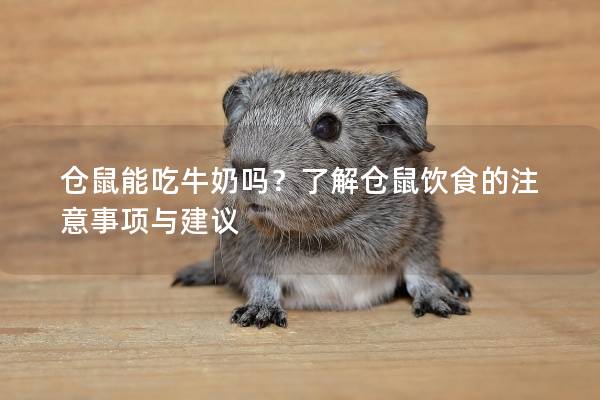 仓鼠能吃牛奶吗？了解仓鼠饮食的注意事项与建议