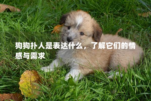 狗狗扑人是表达什么，了解它们的情感与需求