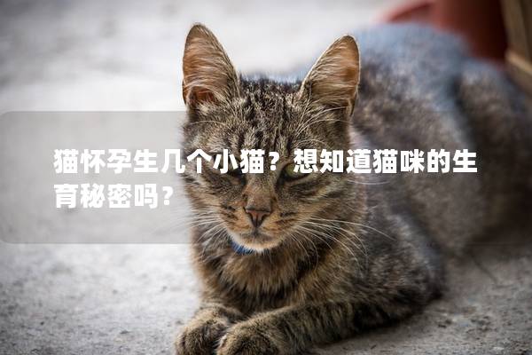 猫怀孕生几个小猫？想知道猫咪的生育秘密吗？