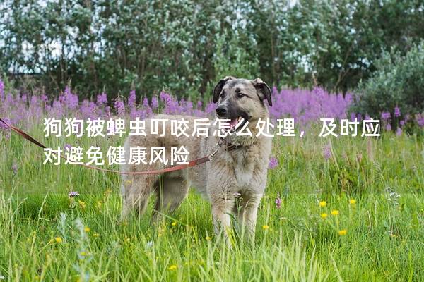 狗狗被蜱虫叮咬后怎么处理，及时应对避免健康风险