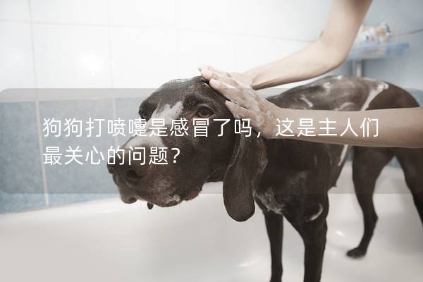 狗狗打喷嚏是感冒了吗,这是主人们最关心的问题? 狗狗打喷嚏是感冒了吗,这是主人们最关心的问题?