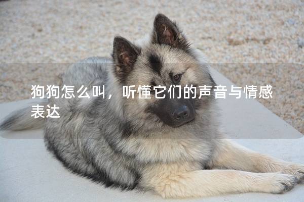 狗狗怎么叫，听懂它们的声音与情感表达