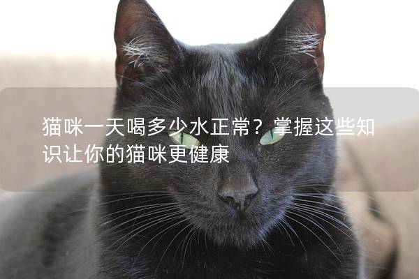 猫咪一天喝多少水正常？掌握这些知识让你的猫咪更健康