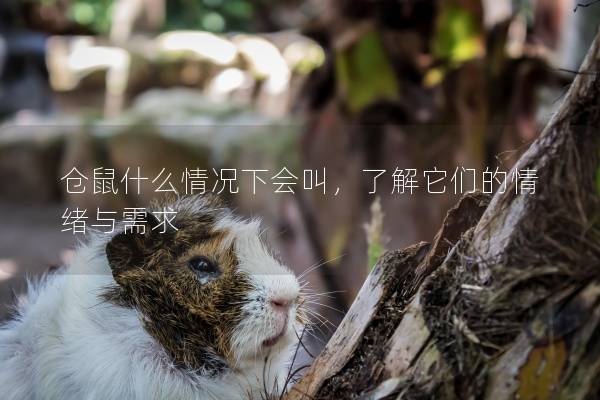 仓鼠什么情况下会叫，了解它们的情绪与需求
