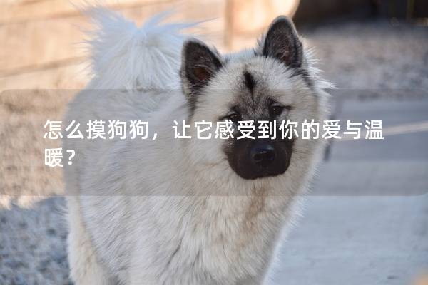 怎么摸狗狗，让它感受到你的爱与温暖？