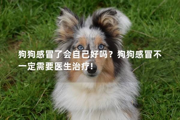 狗狗感冒了会自己好吗？狗狗感冒不一定需要医生治疗!