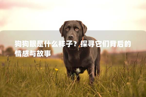 狗狗眼是什么样子？探寻它们背后的情感与故事