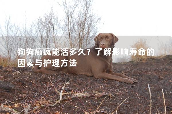 狗狗癫疯能活多久？了解影响寿命的因素与护理方法